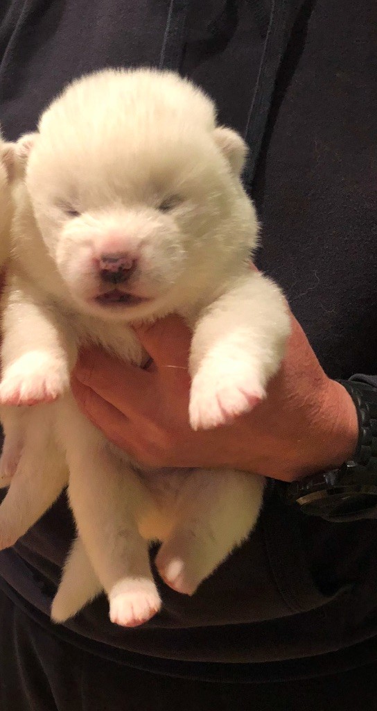 du Clos des Chtis - Chiot disponible  - Akita