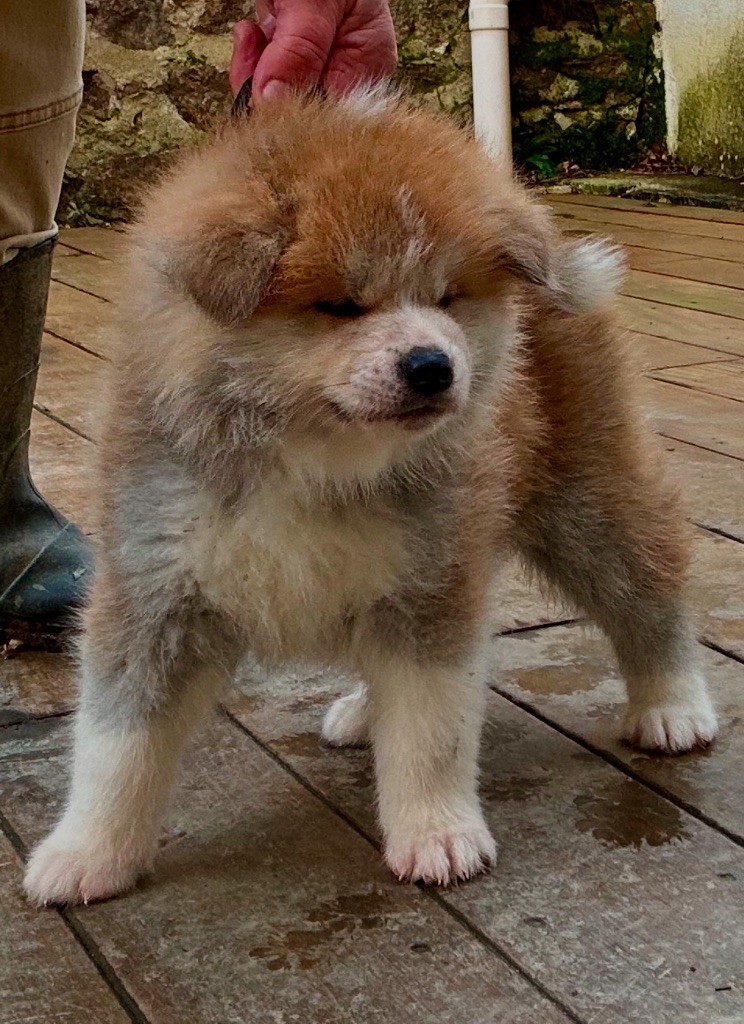 du Clos des Chtis - Chiot disponible  - Akita