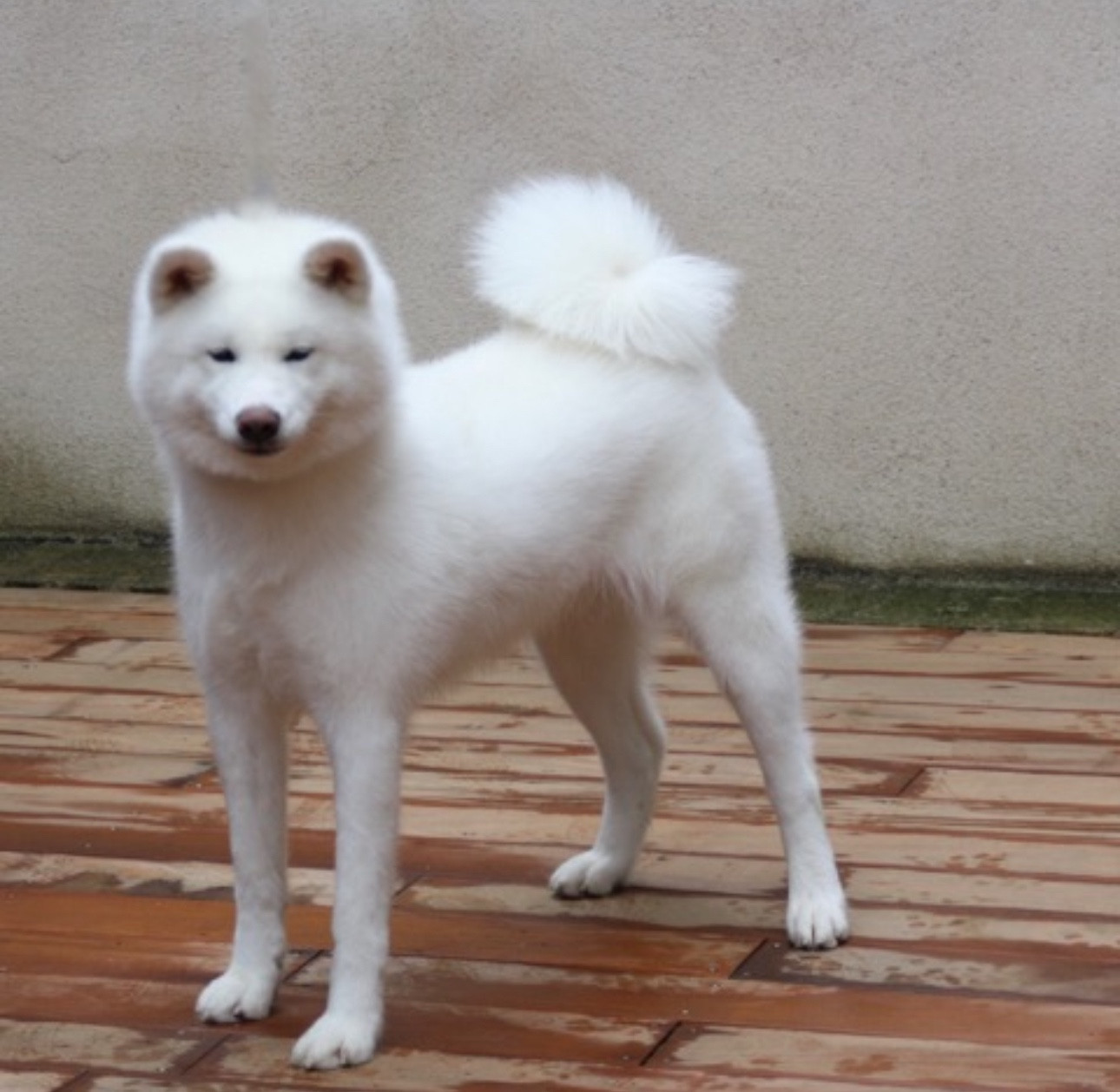 CH. T ' Yuu yuu -go du Clos des Chtis