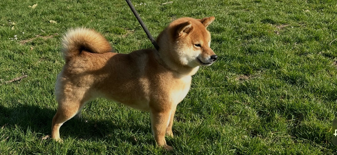 T ' Kobayashi - go du Clos des Chtis