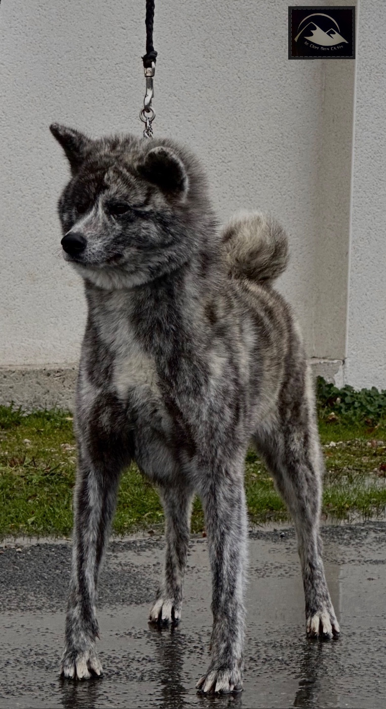 Torafuji- go di bordakitainu kensha