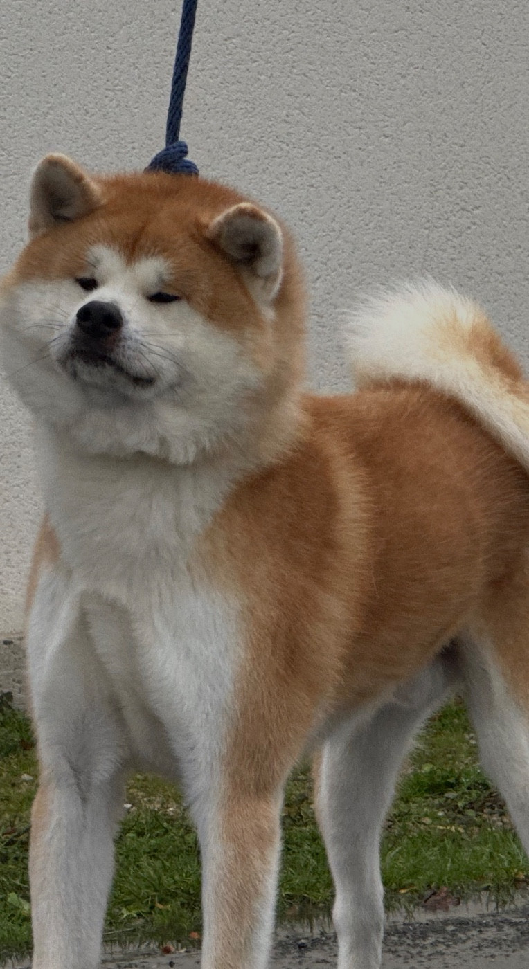 Katsunori - go senshi -shima