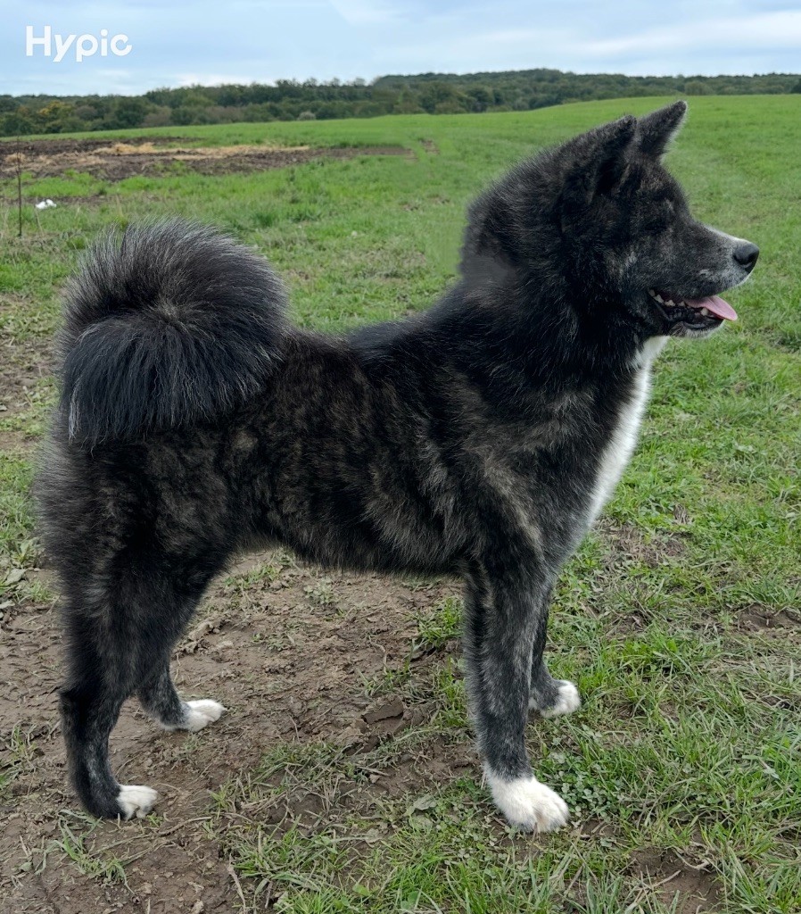 Iizumi go  ken ' ichi ai