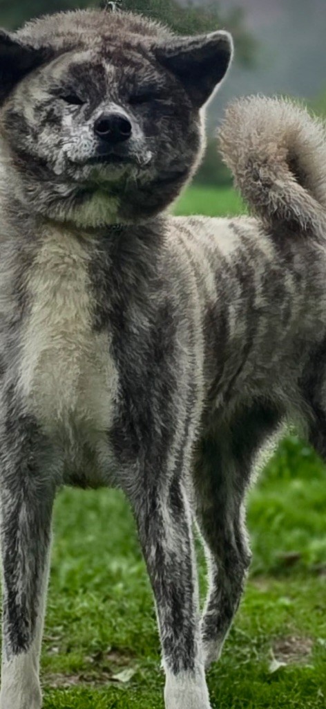 T ´ Hazuko -go du Clos des Chtis