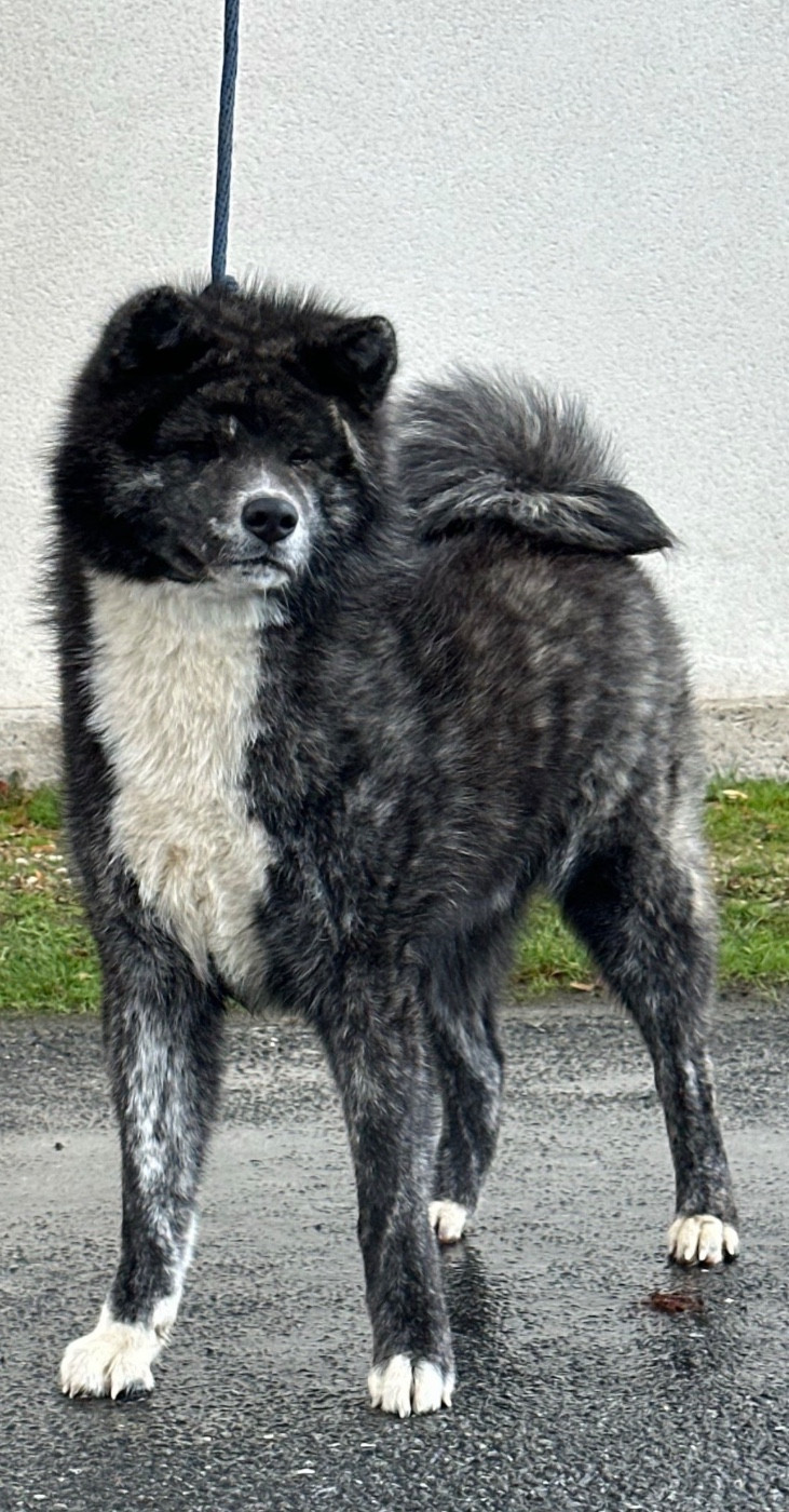 Iizumi go ken ' ichi ai