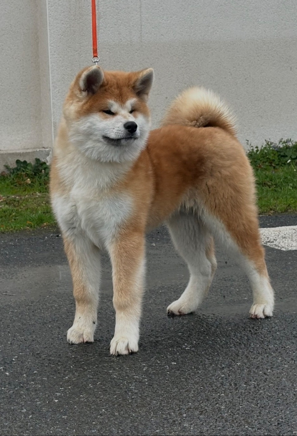 A Hiroshi - go  du Clos des Chtis