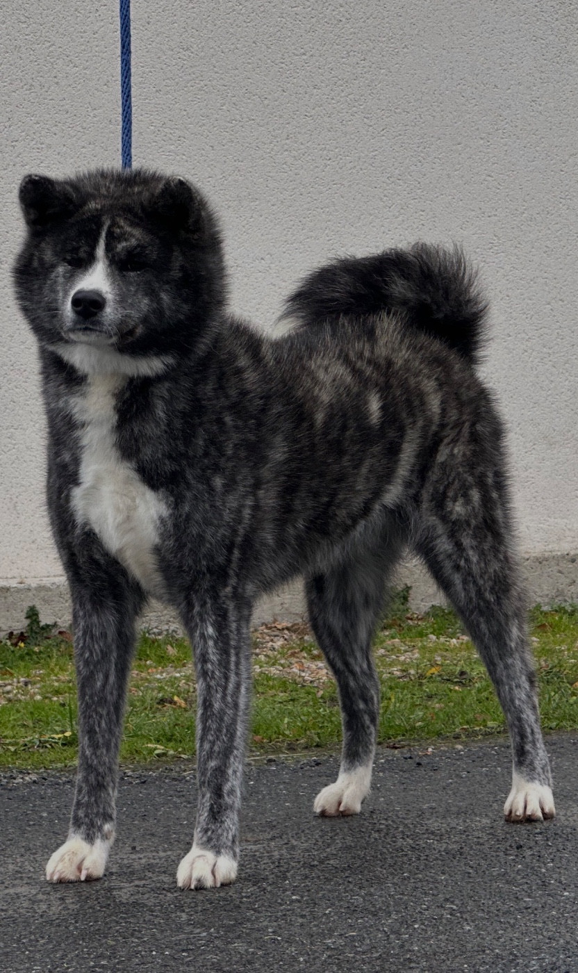 V ´ Saki -yoshida go du Clos des Chtis