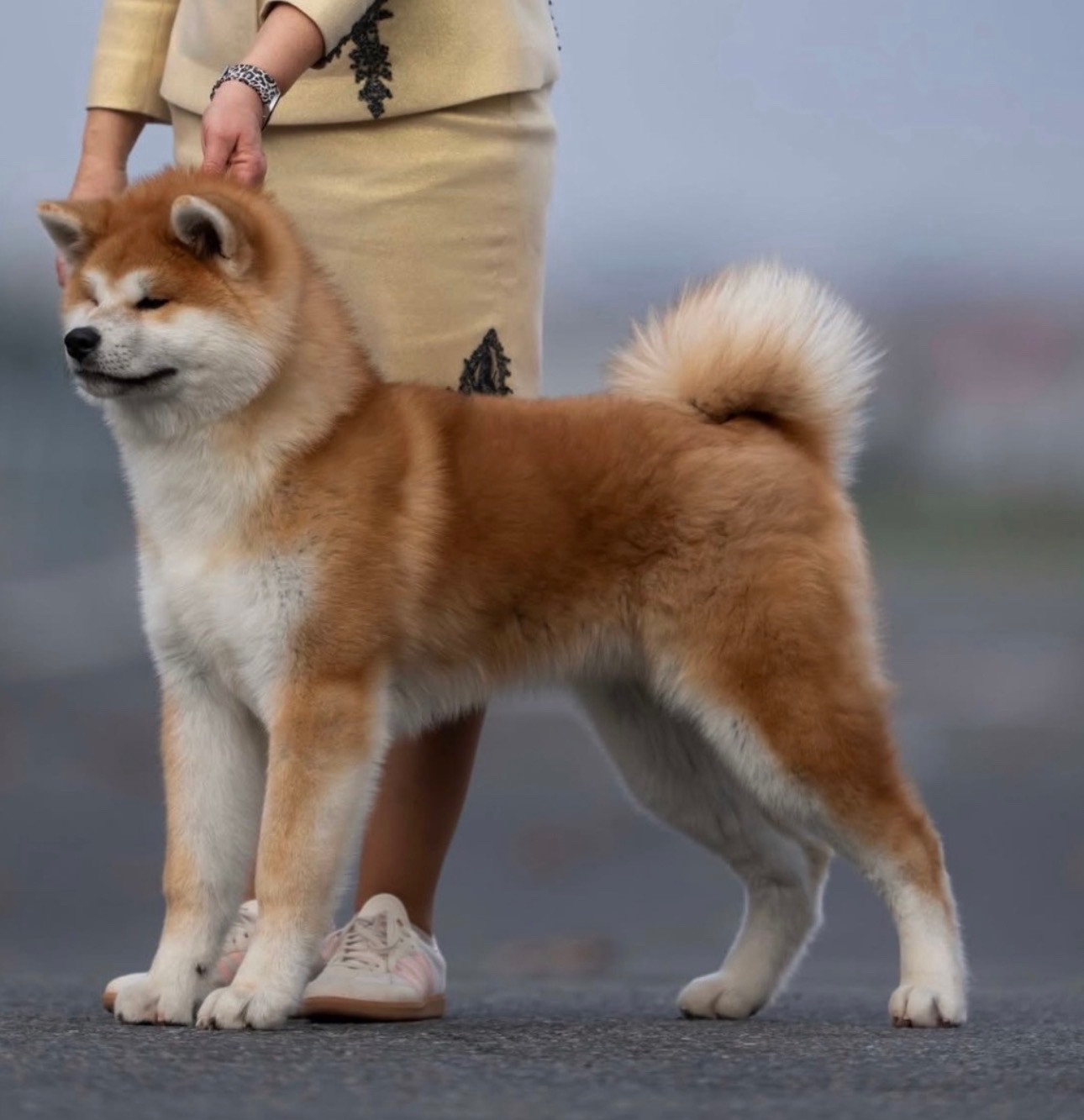 A Hiroshi - go  du Clos des Chtis