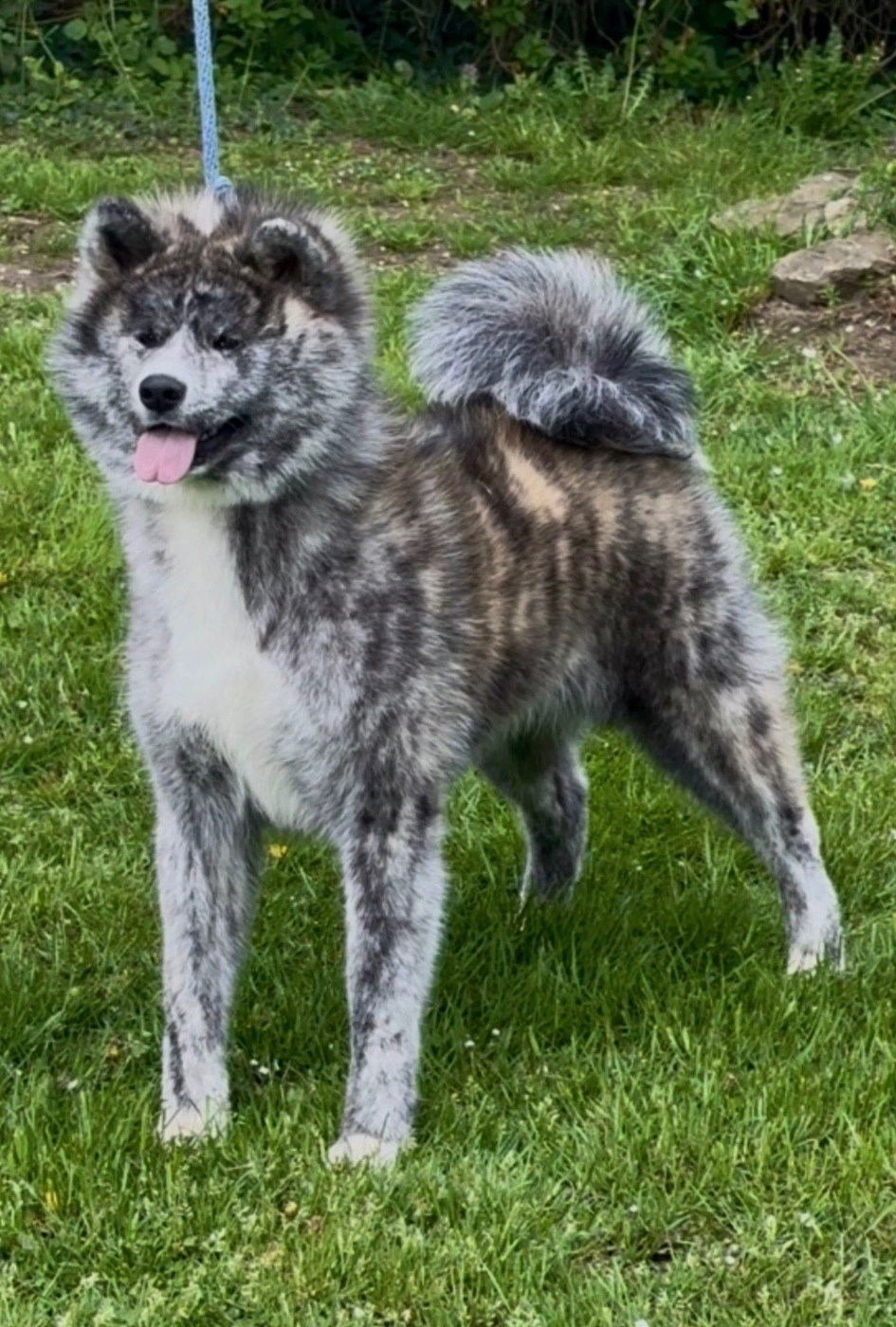 Izumi go akai okami shou