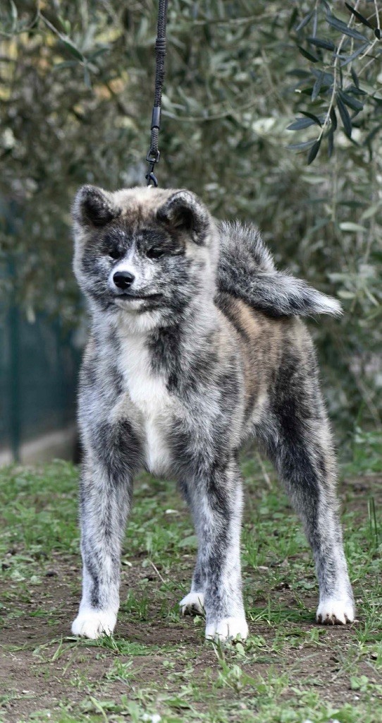 Izumi go akai okami shou