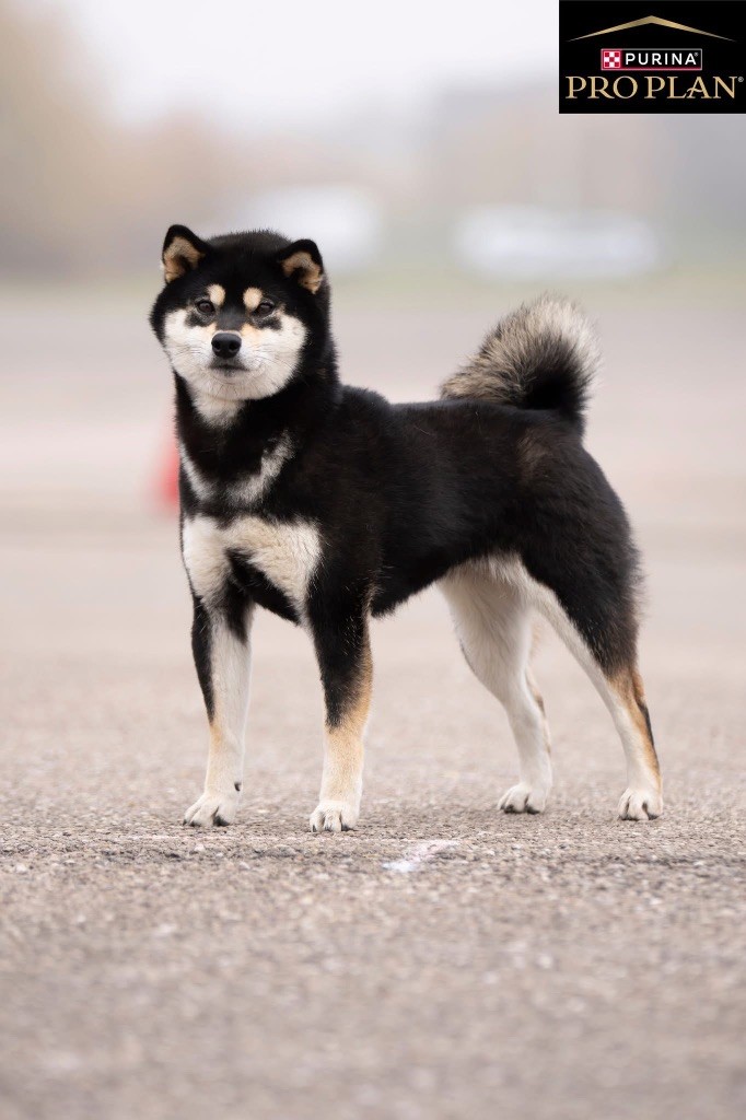 CH. Umekichi - go du Clos des Chtis