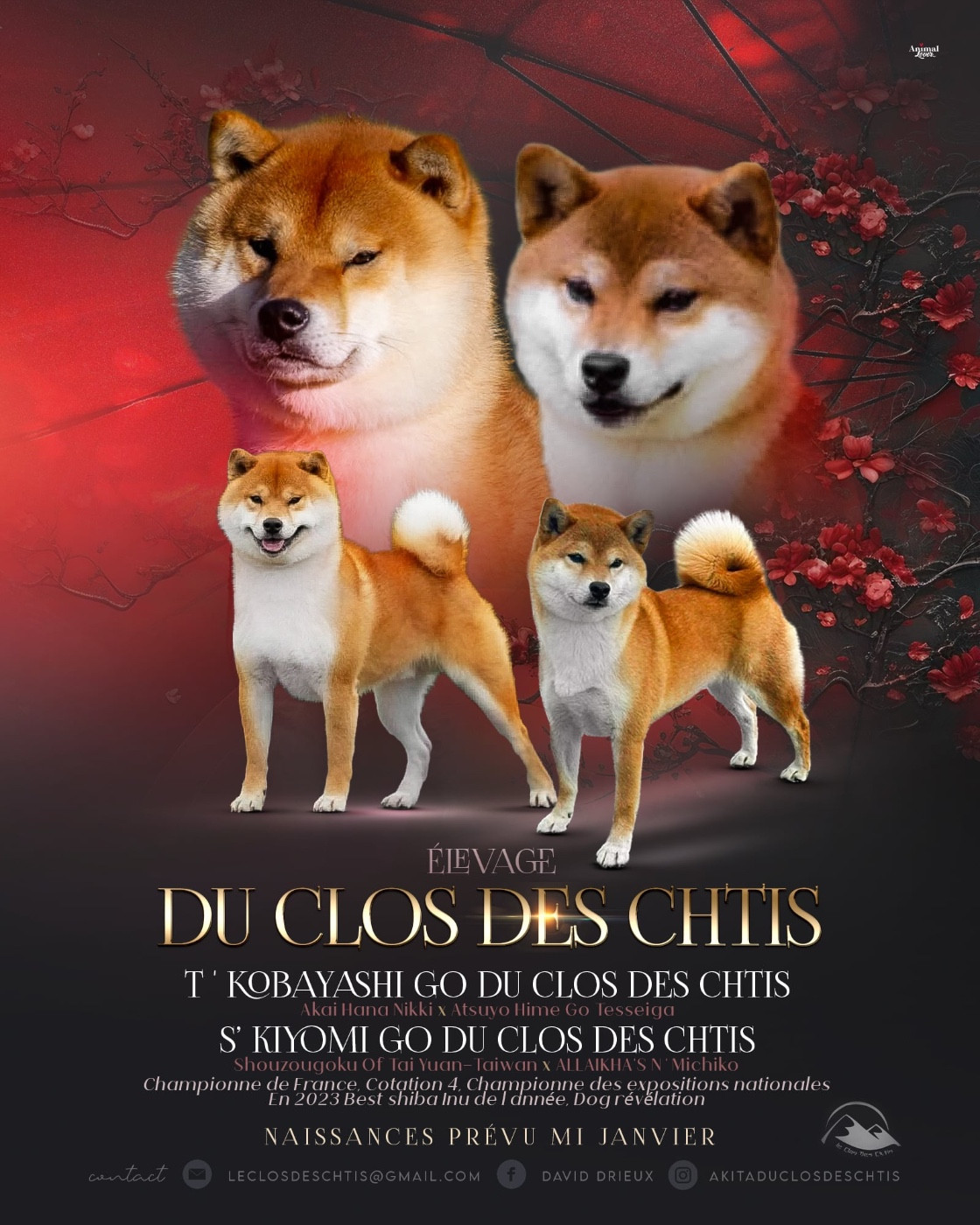 Naissances Shiba Inu janvier 2026