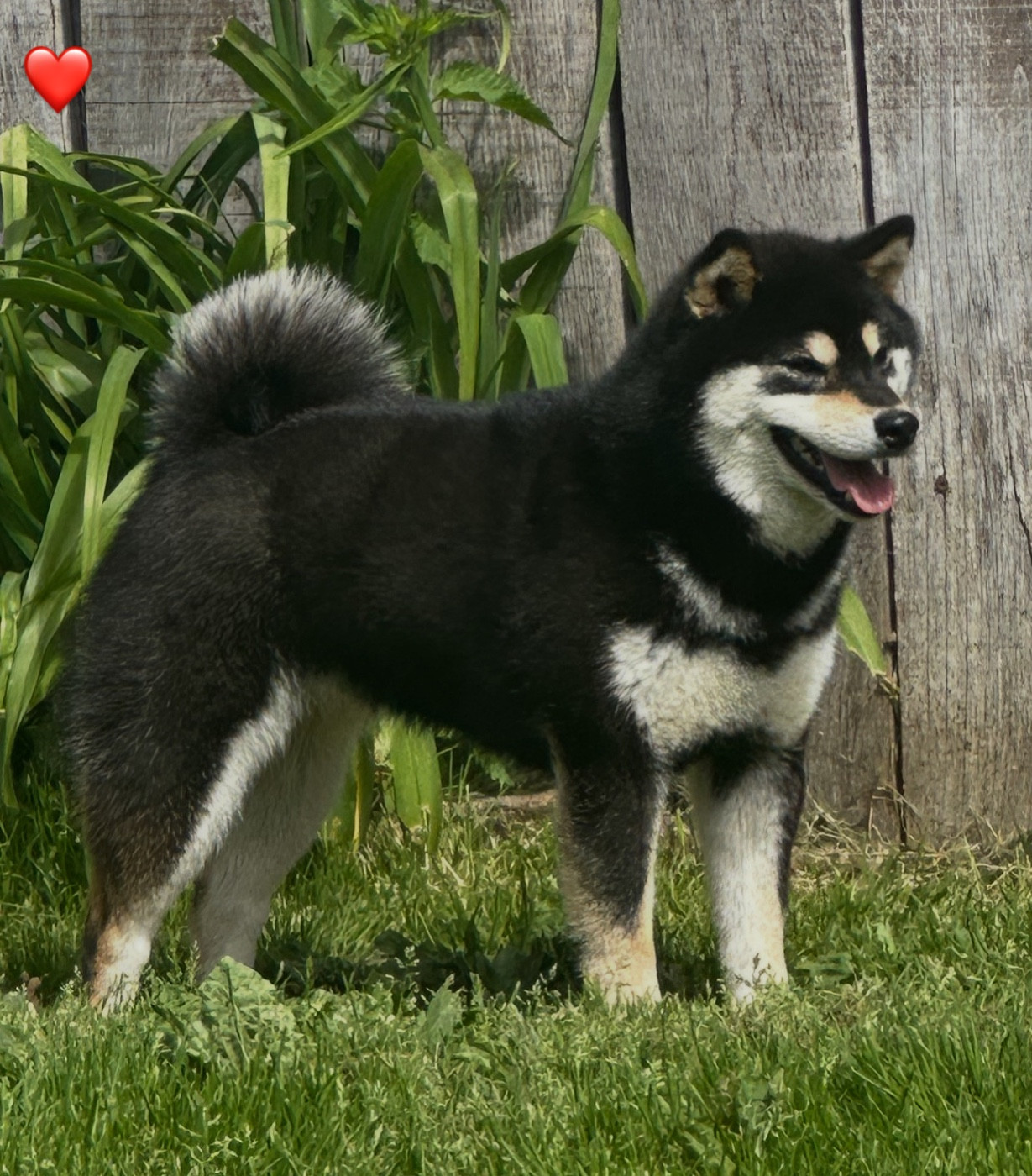 du Clos des Chtis - ÉLU MEILLEUR ELEVAGE DE SHIBA INU 2025