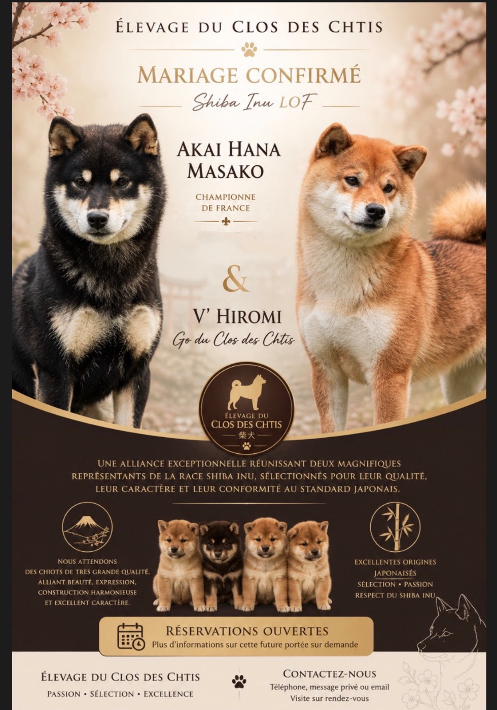 CHIOTS A VENIR FIN JUILLET