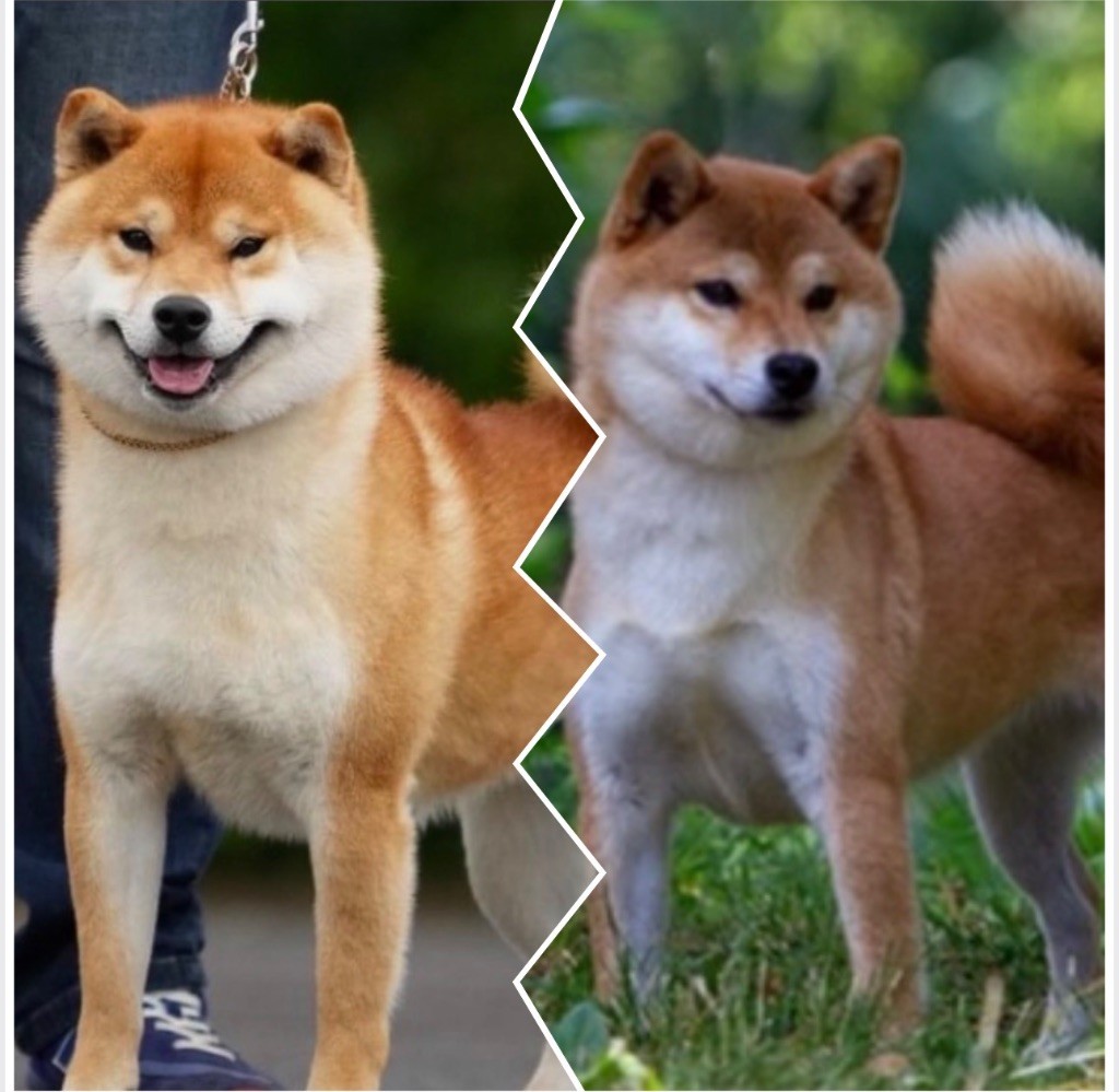 Naissances Shiba Inu  janvier 2026