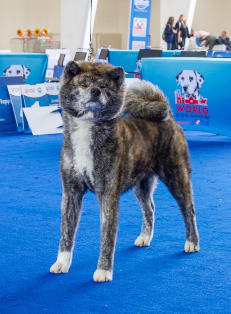 Meilleur Elevage Akita Inu de France  2017 &  2024