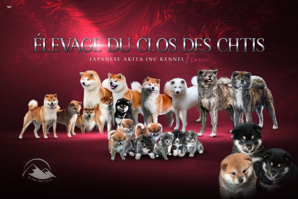 Naissances Shiba Inu Août 2025 