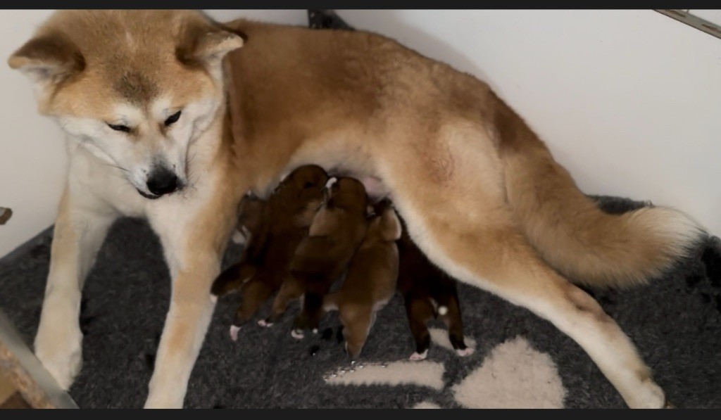 Chiot Akita du Clos des Chtis