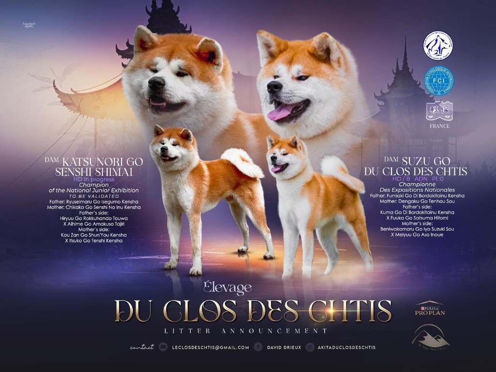 du Clos des Chtis - Chiots disponibles - Akita