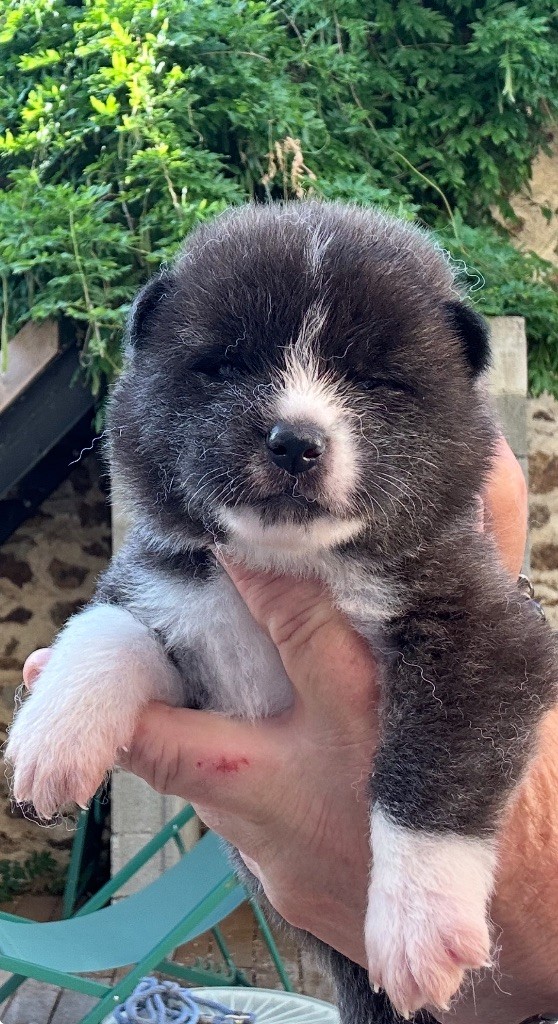 du Clos des Chtis - Chiots disponibles - Akita