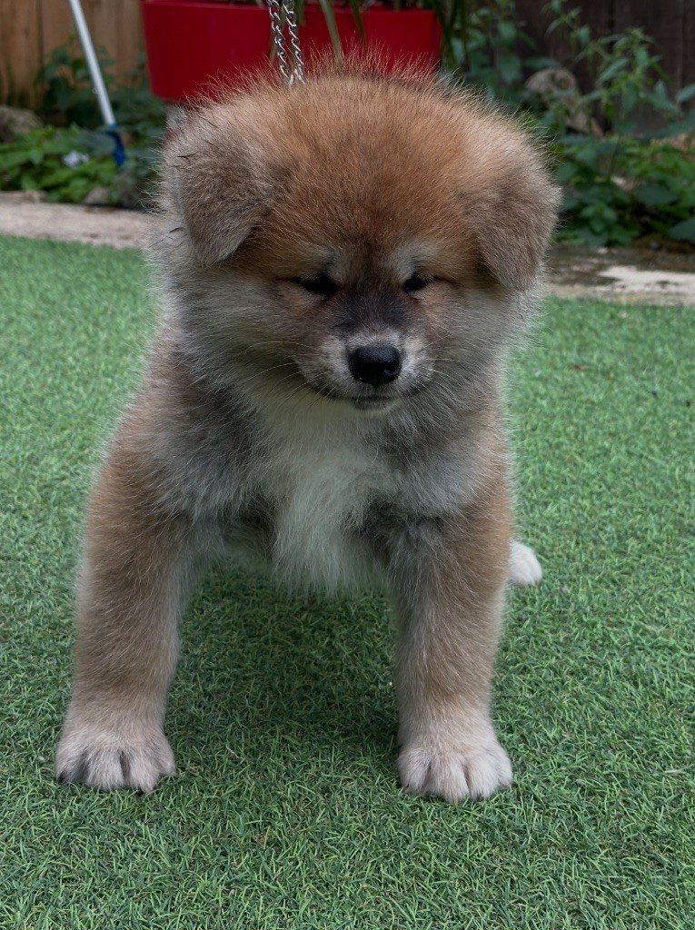 du Clos des Chtis - Chiots disponibles - Akita