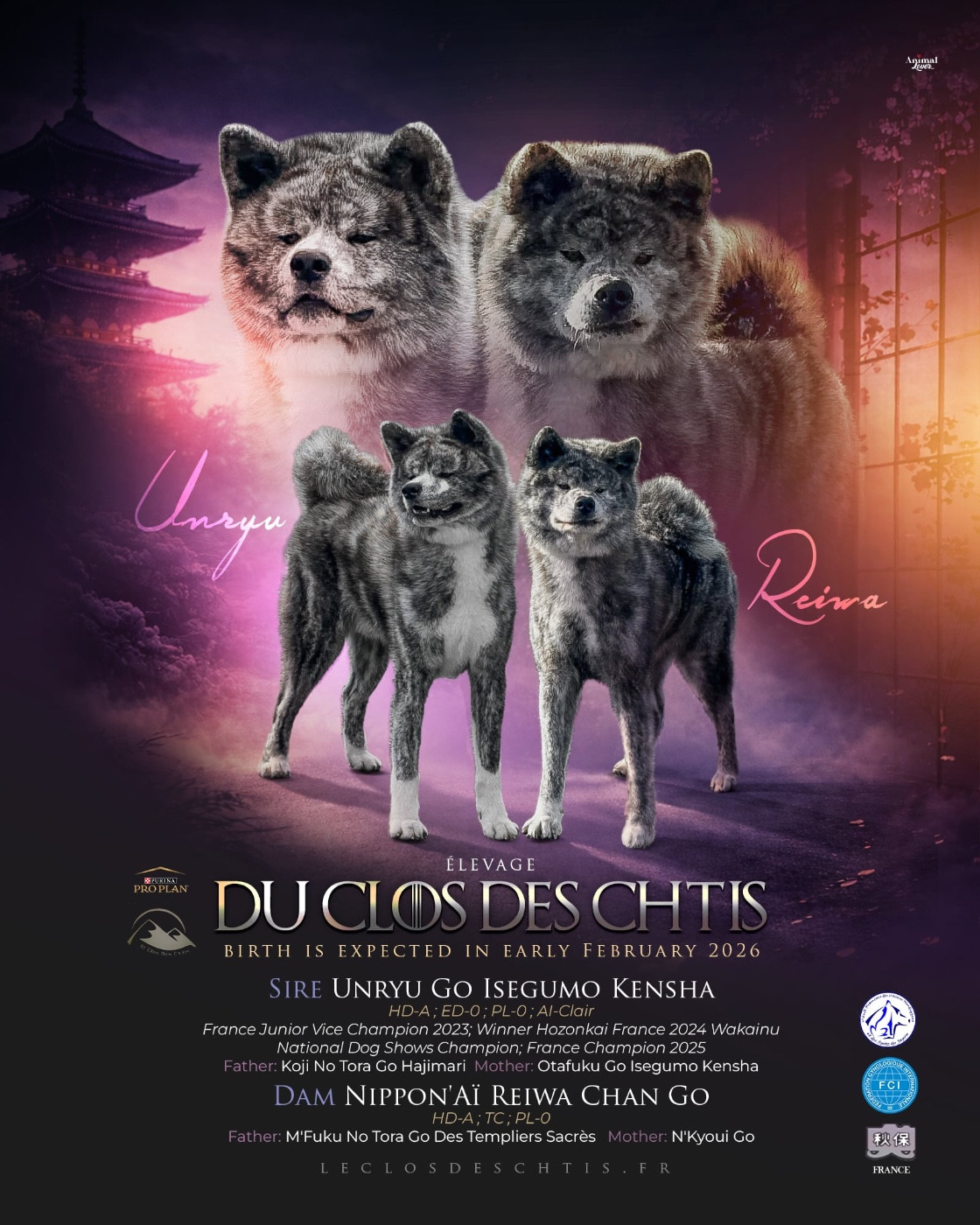 du Clos des Chtis - Chiots disponibles - Akita