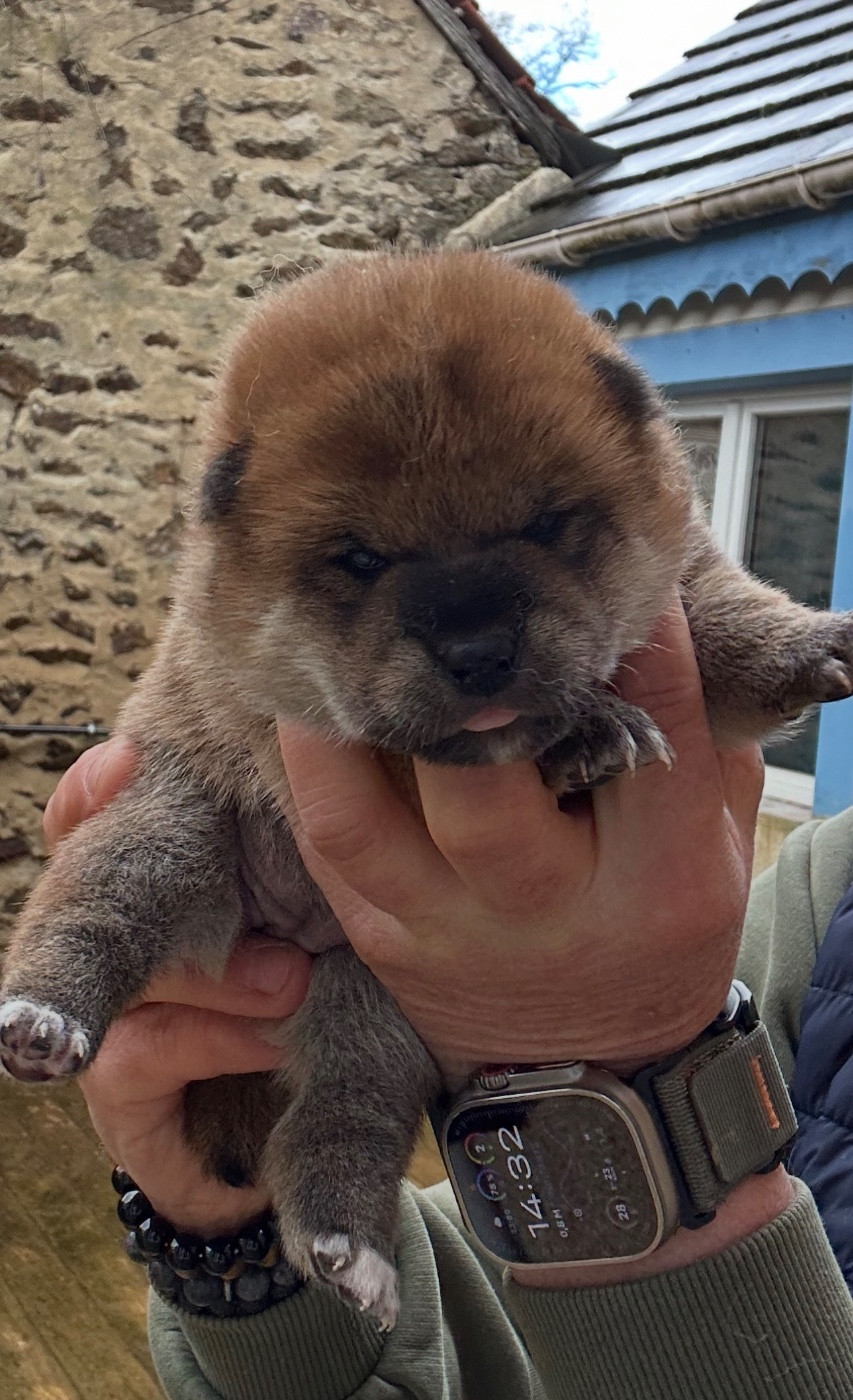 du Clos des Chtis - Chiots disponibles - Shiba