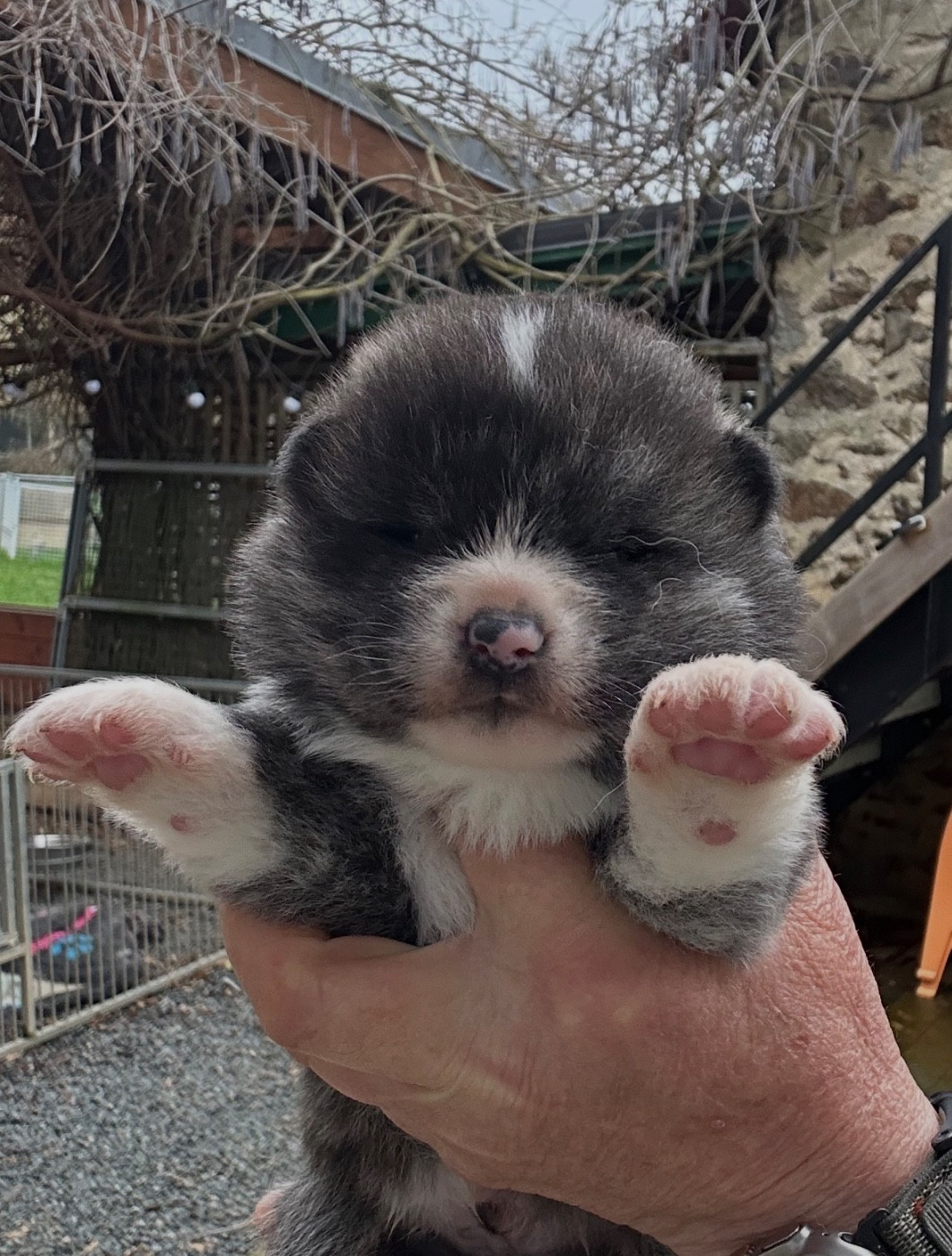 du Clos des Chtis - Chiots disponibles - Akita