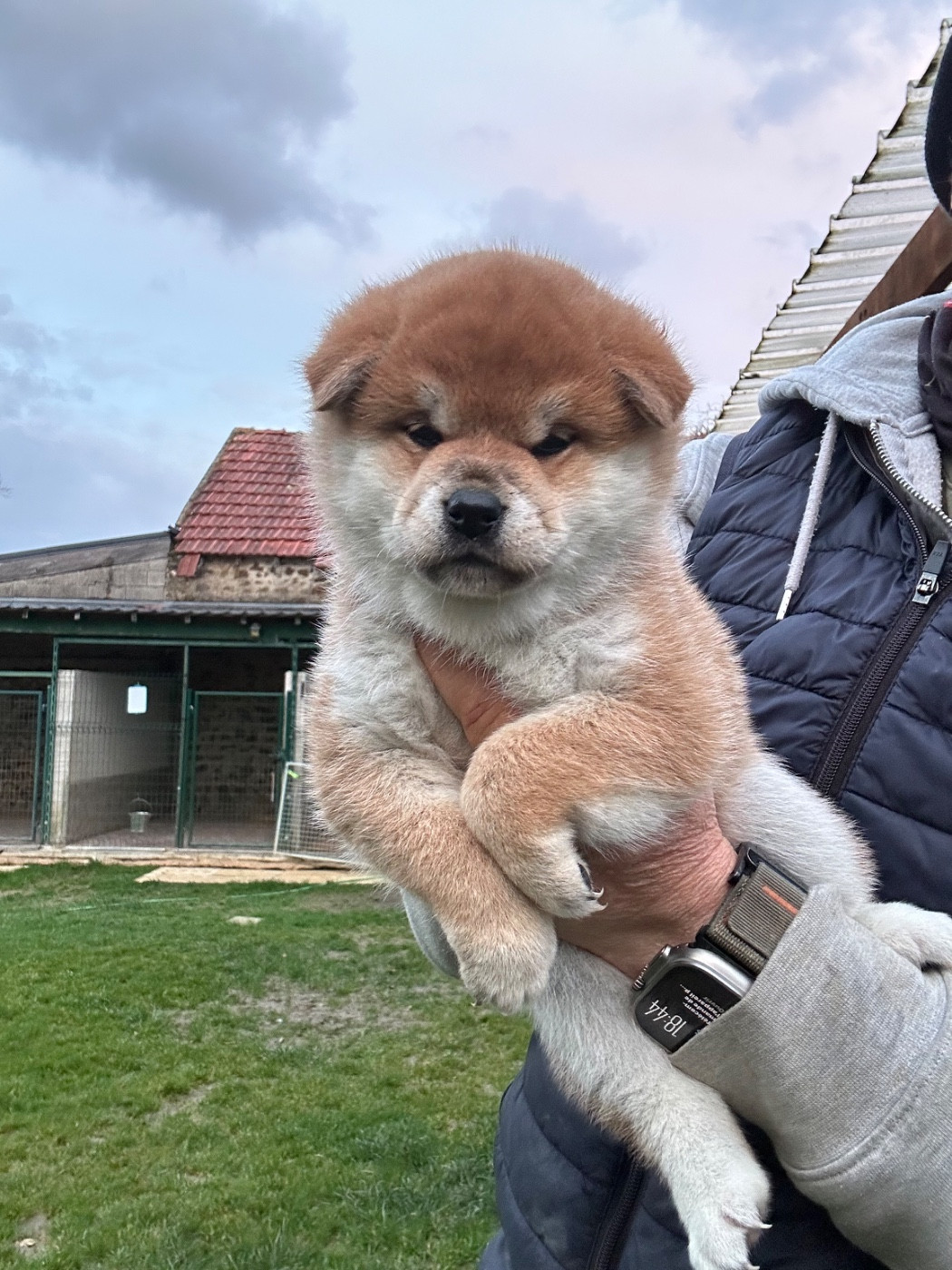 du Clos des Chtis - Chiots disponibles - Shiba