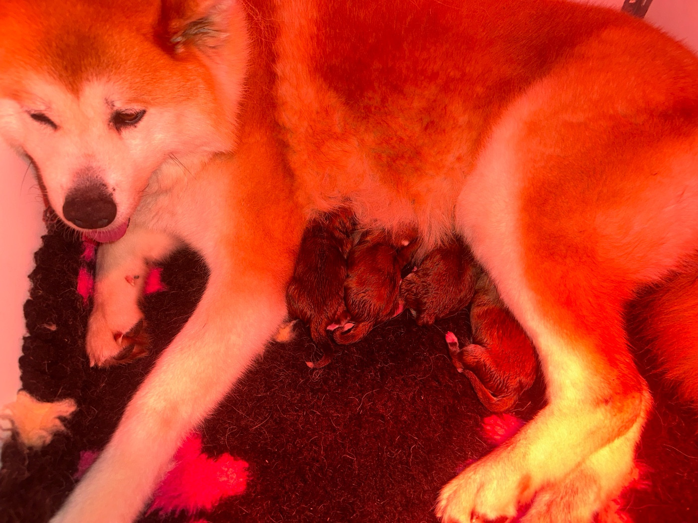 Chiot Akita du Clos des Chtis