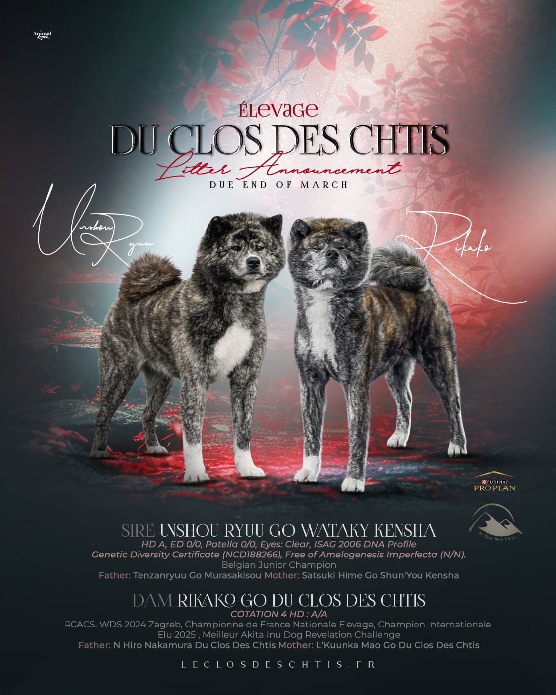 du Clos des Chtis - Akita - Portée née le 15/03/2026