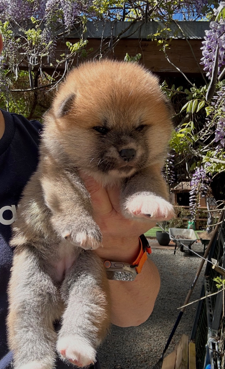 du Clos des Chtis - Chiots disponibles - Akita