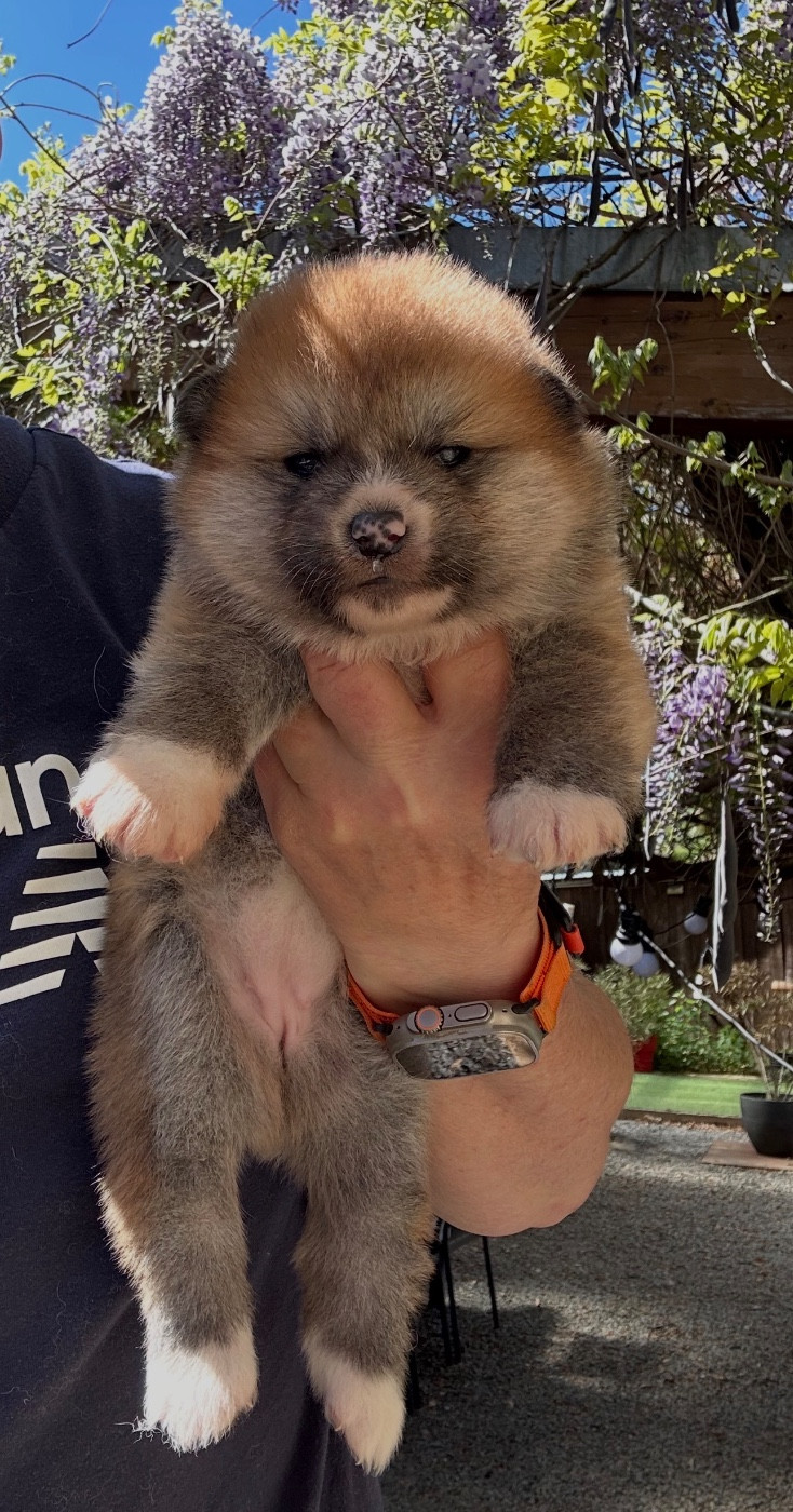 du Clos des Chtis - Chiots disponibles - Akita