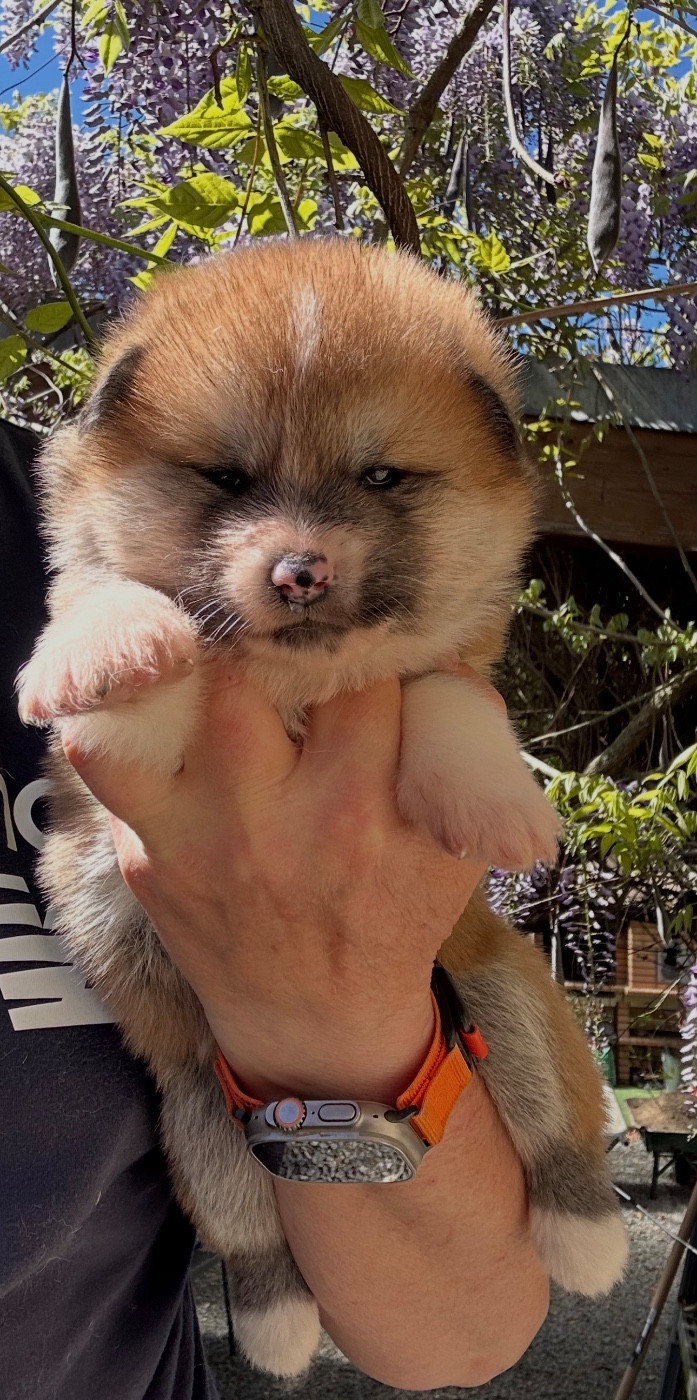 du Clos des Chtis - Chiots disponibles - Akita