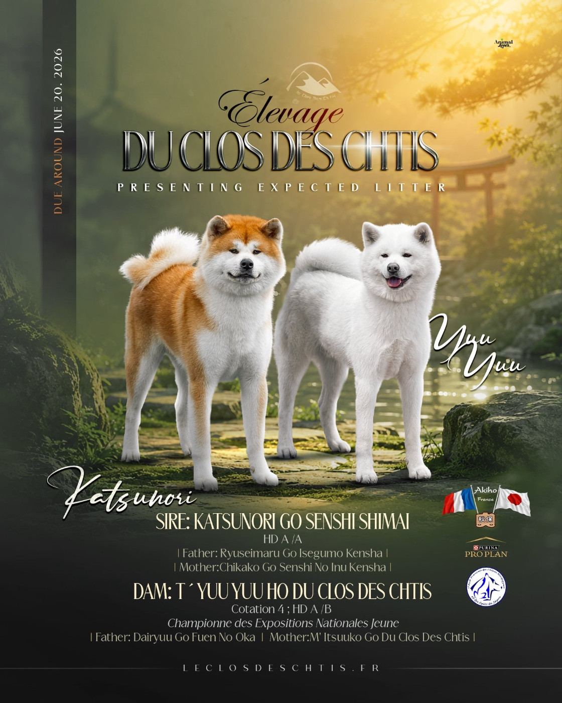 du Clos des Chtis - Chiots disponibles - Akita