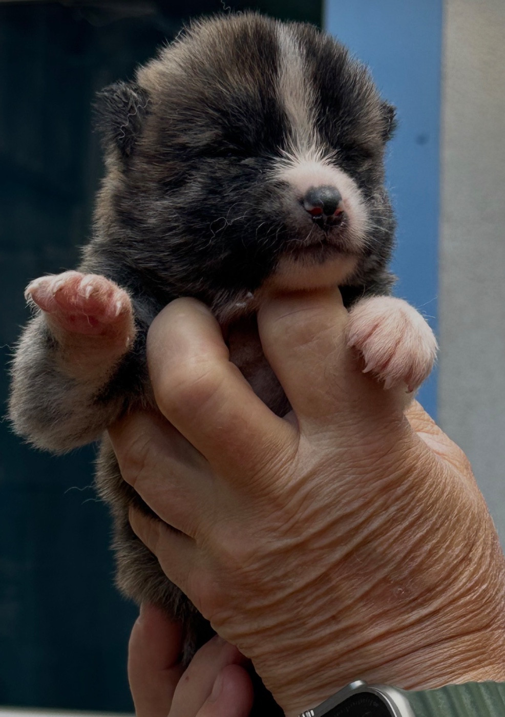du Clos des Chtis - Chiots disponibles - Akita