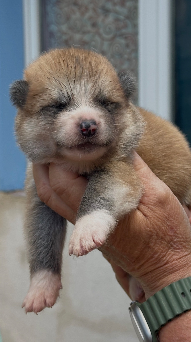 du Clos des Chtis - Chiots disponibles - Akita