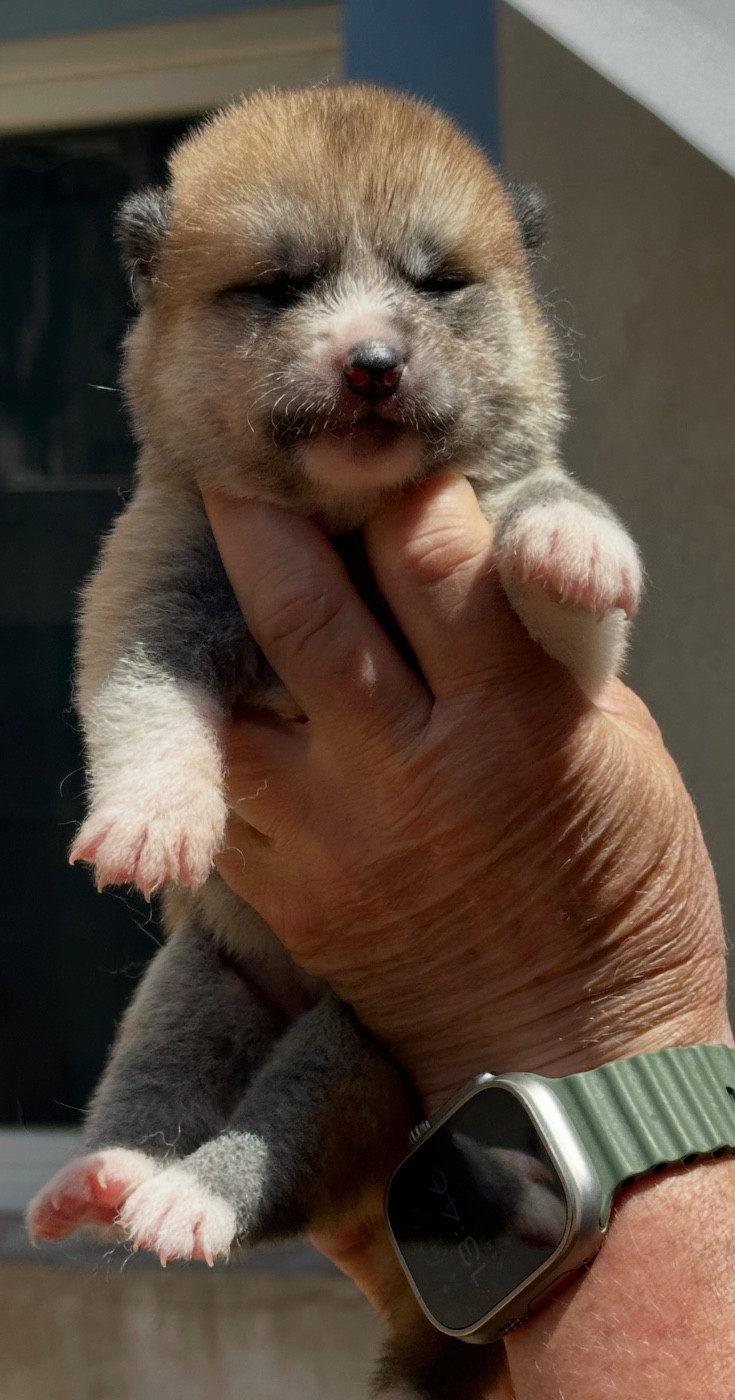 du Clos des Chtis - Chiots disponibles - Akita