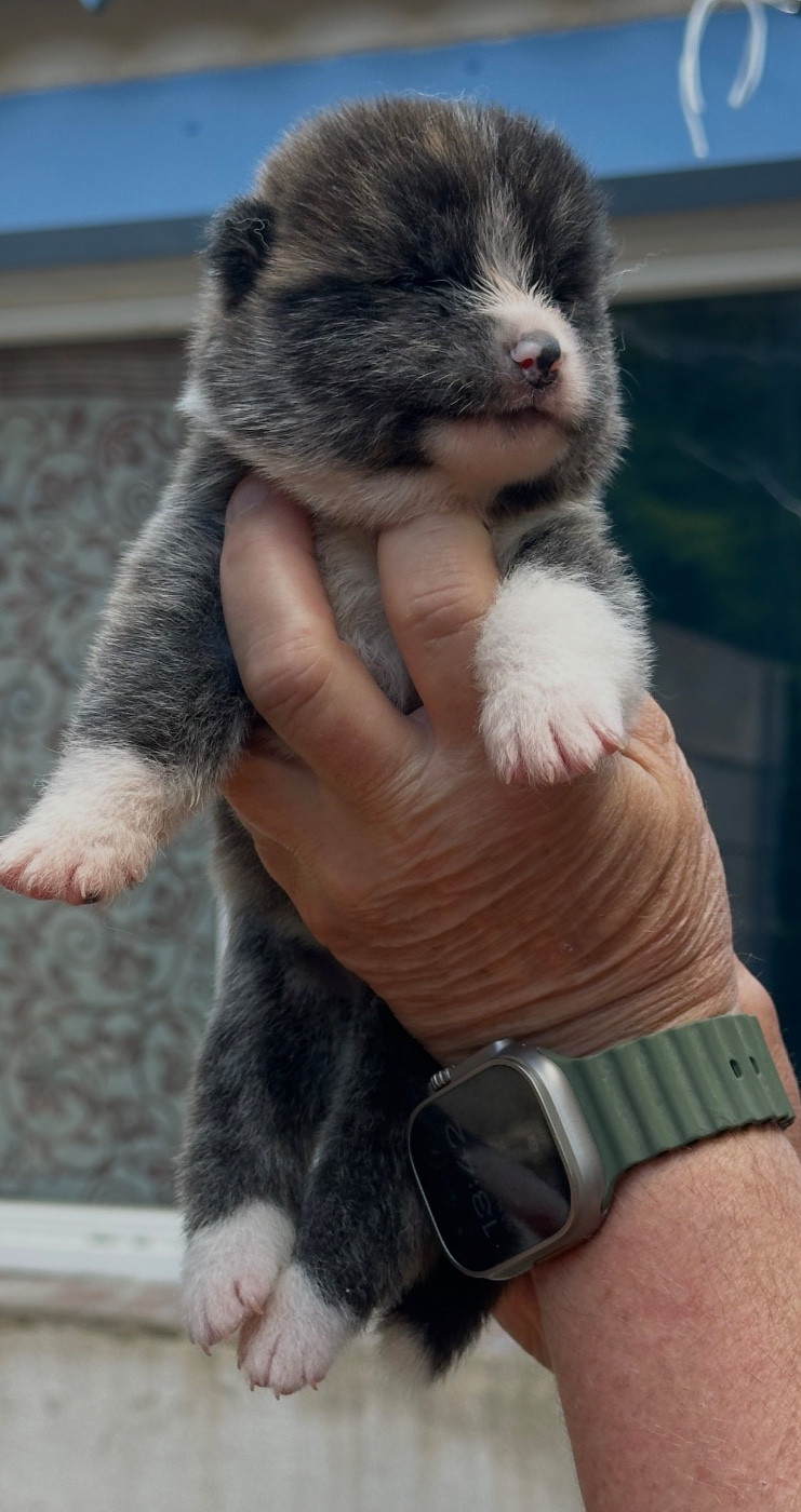 du Clos des Chtis - Chiots disponibles - Akita