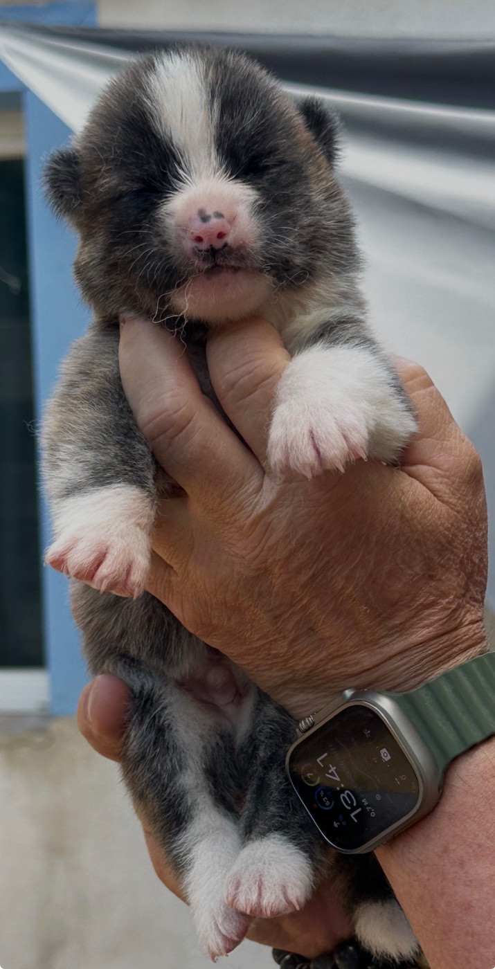 du Clos des Chtis - Chiots disponibles - Akita