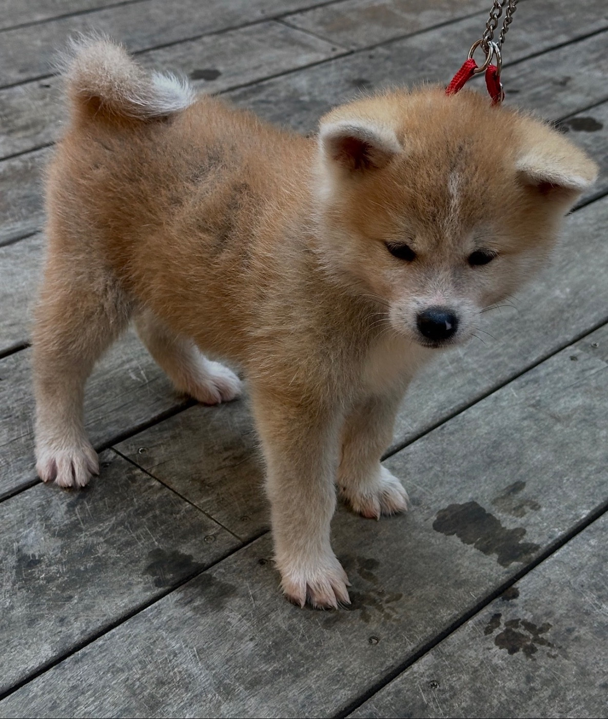 du Clos des Chtis - Chiots disponibles - Akita