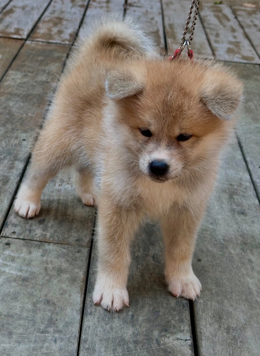 du Clos des Chtis - Chiots disponibles - Akita