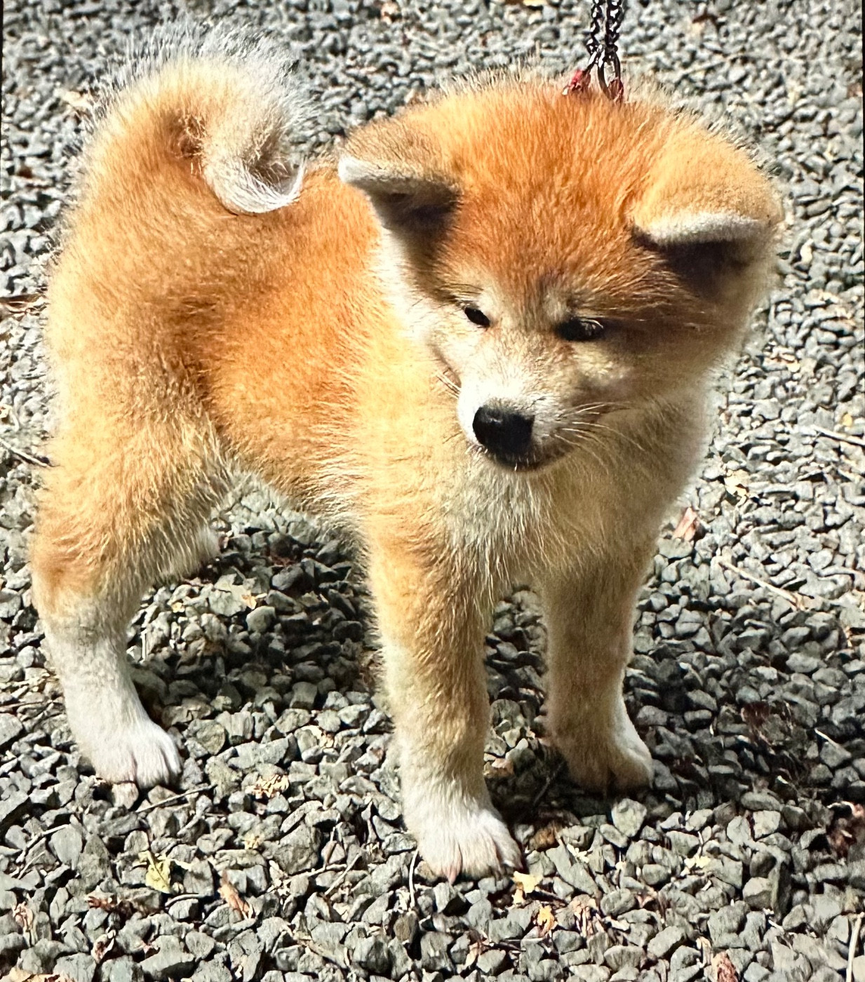 du Clos des Chtis - Chiots disponibles - Akita