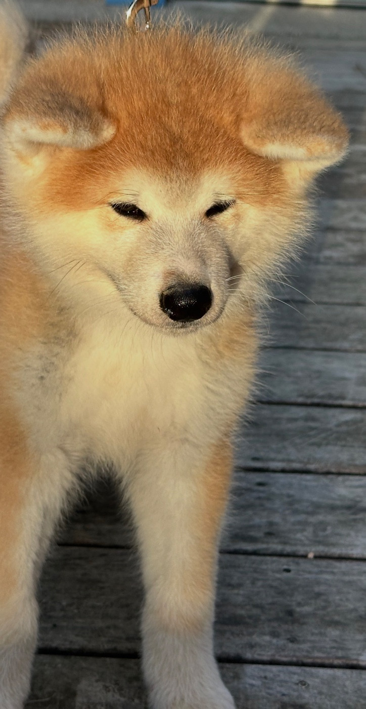 du Clos des Chtis - Chiots disponibles - Akita
