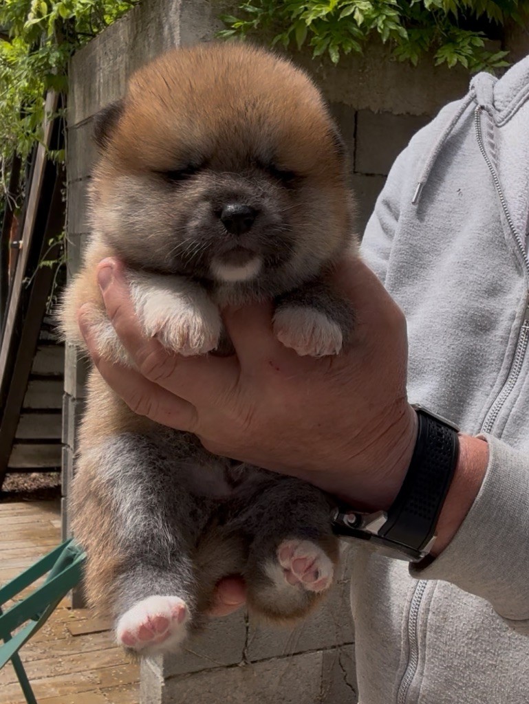 du Clos des Chtis - Chiots disponibles - Akita