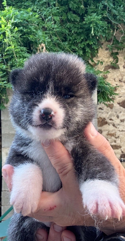 du Clos des Chtis - Chiots disponibles - Akita