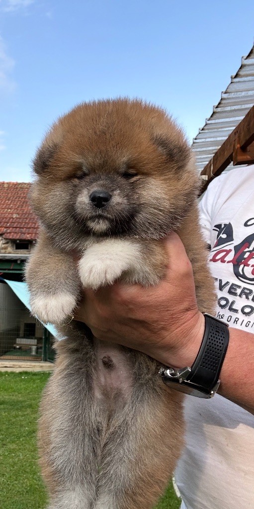 du Clos des Chtis - Chiots disponibles - Akita