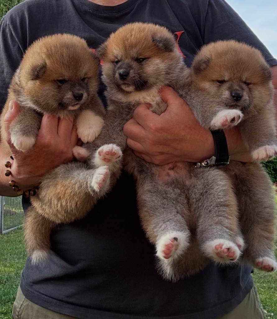 Chiot Akita du Clos des Chtis