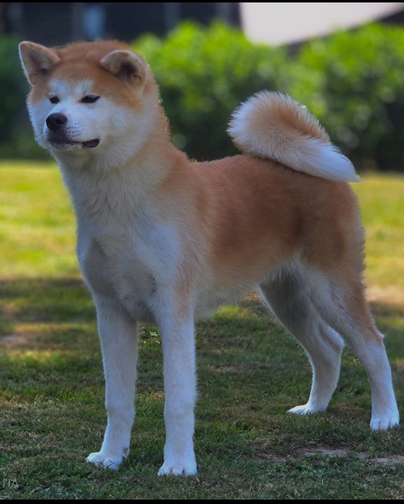 du Clos des Chtis - Chiots disponibles - Akita