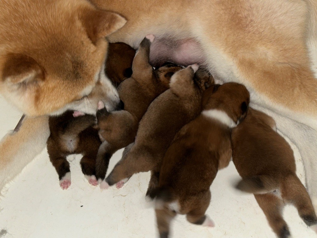 du Clos des Chtis - Chiots disponibles - Akita
